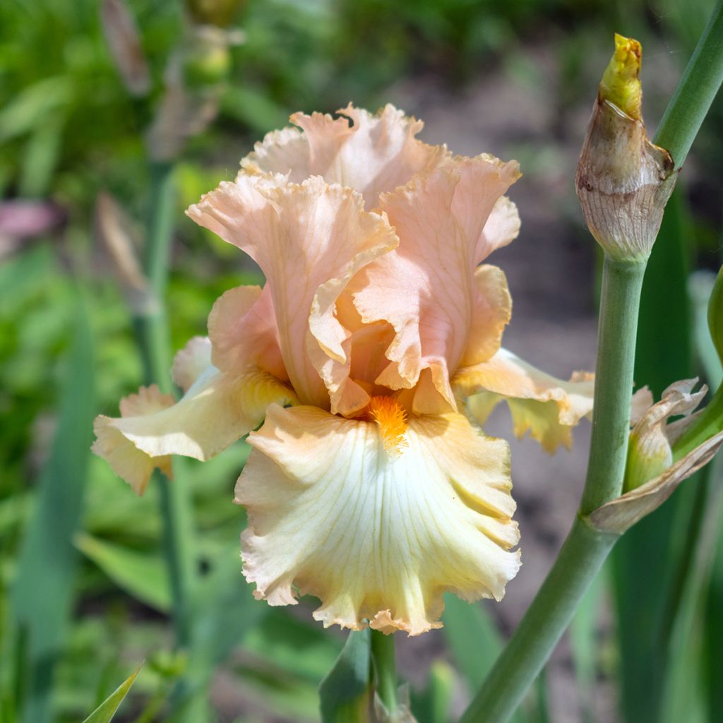 Iris germanica Qualified