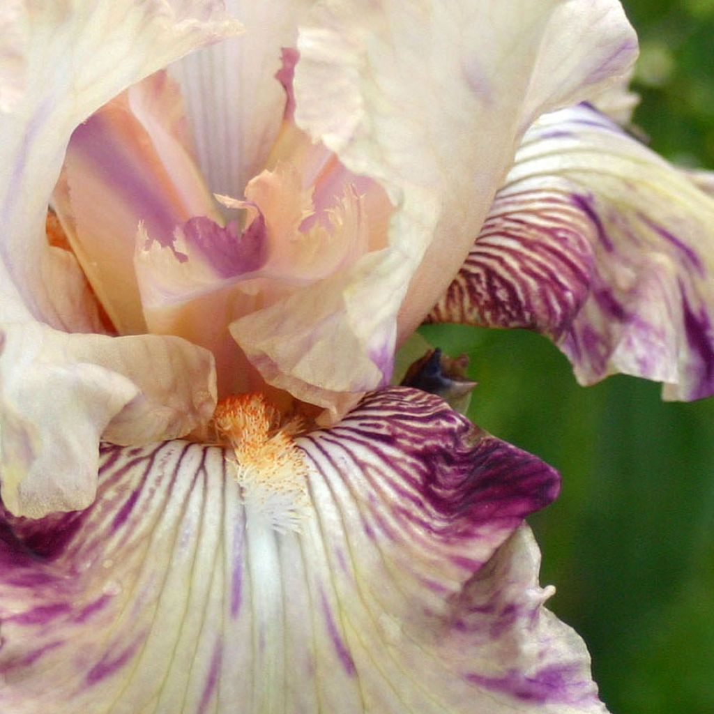 Iris germanica Raspberry Silk - Iris de Bordure.