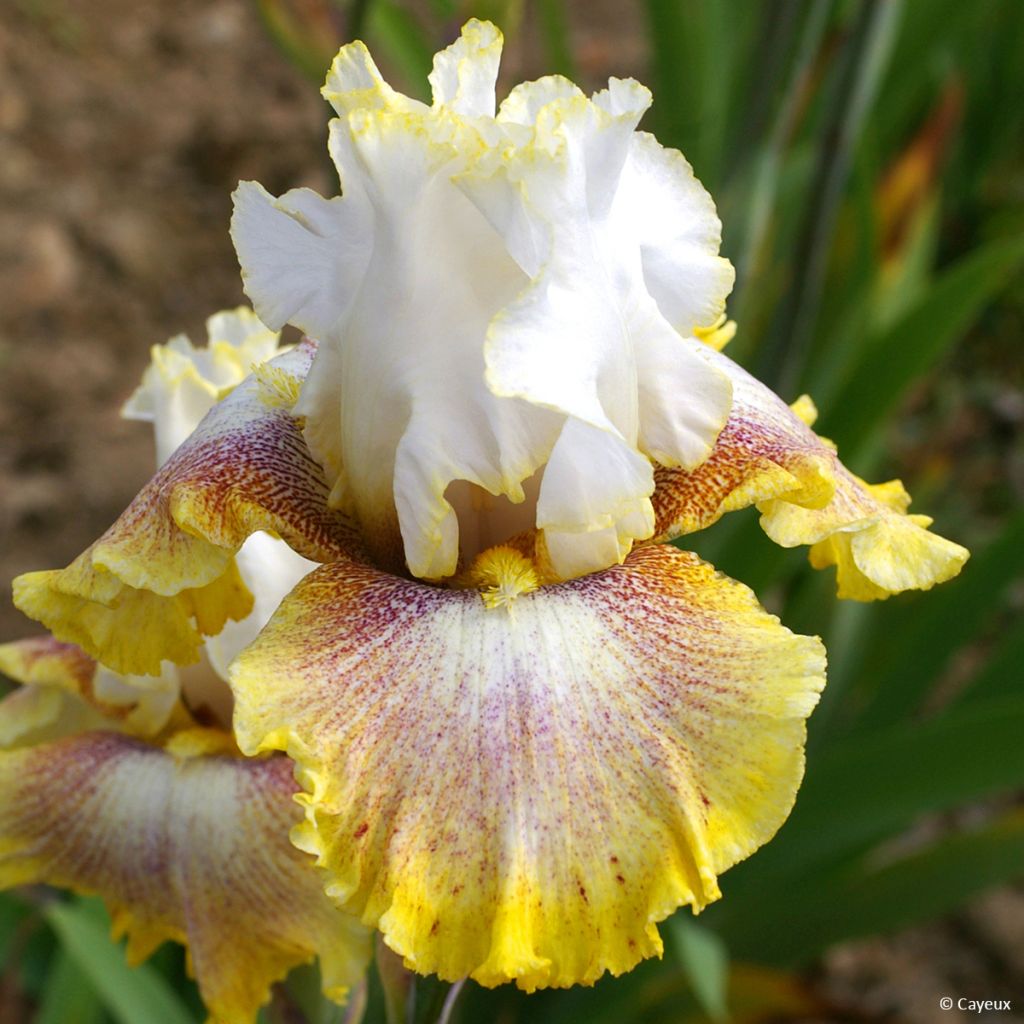 Iris germanica Ring Around Rosie