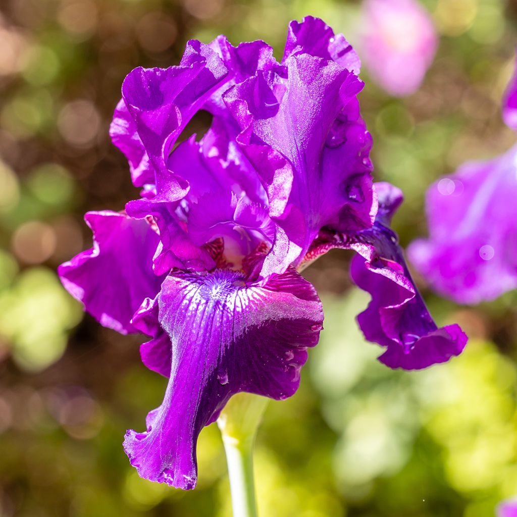 Iris germanica Rosalie Figge