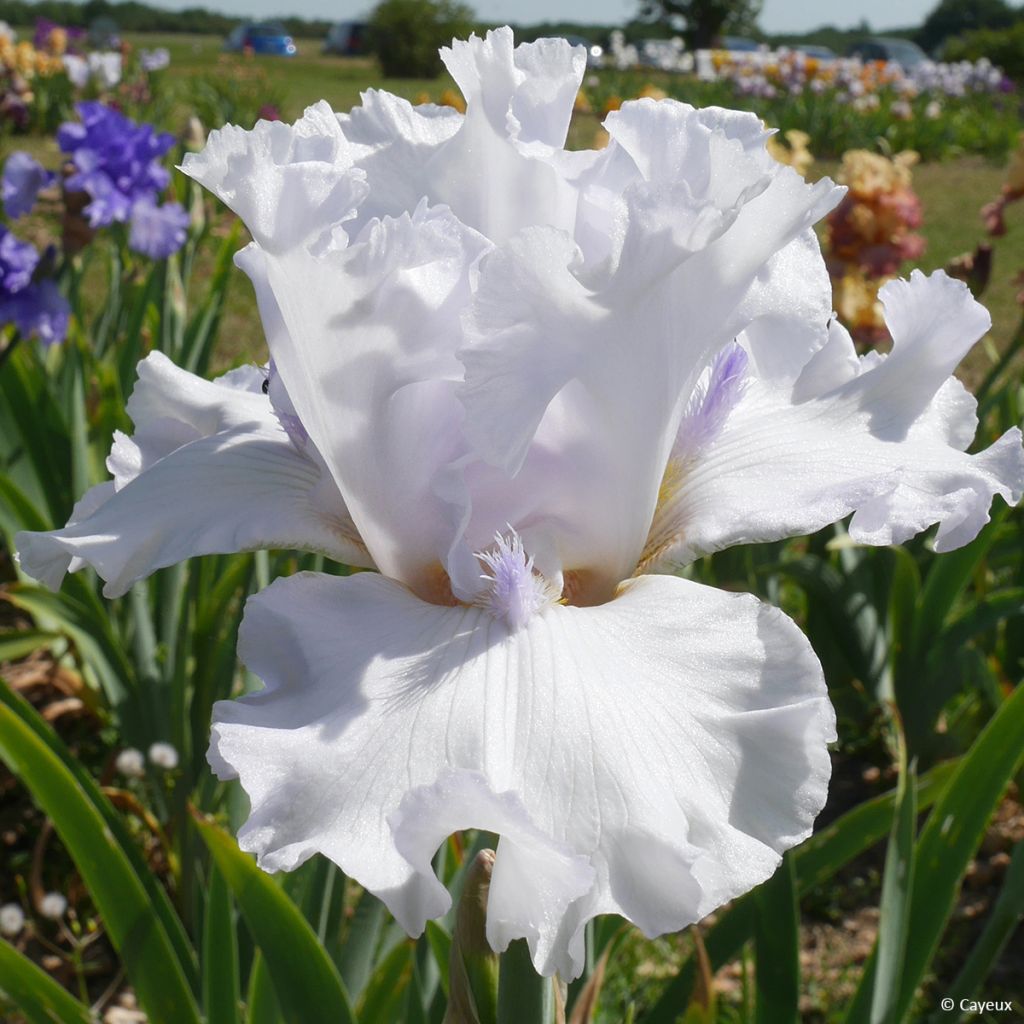 Iris germanica Sharper Image