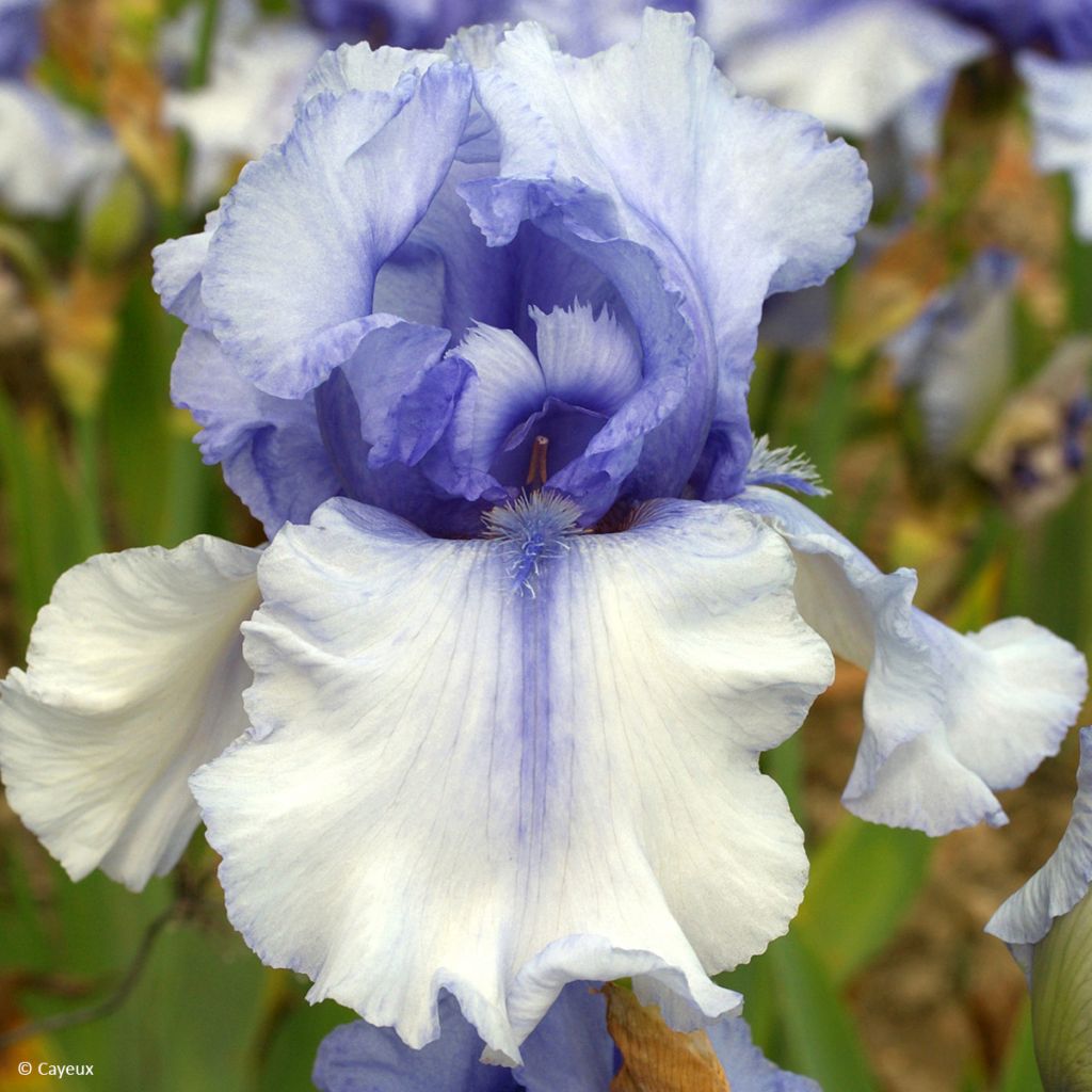 Iris germanica Sovereign Crown