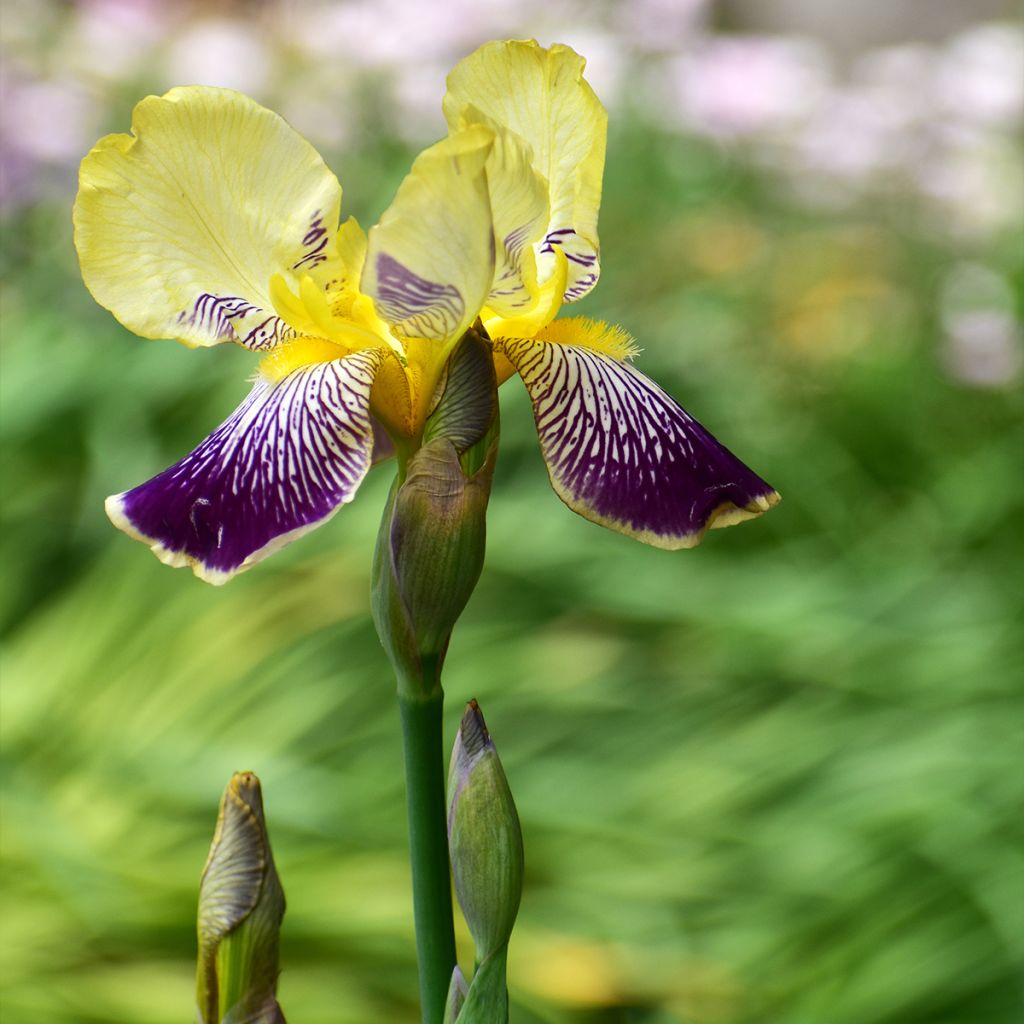 Iris germanica Stellata - Iris des jardins