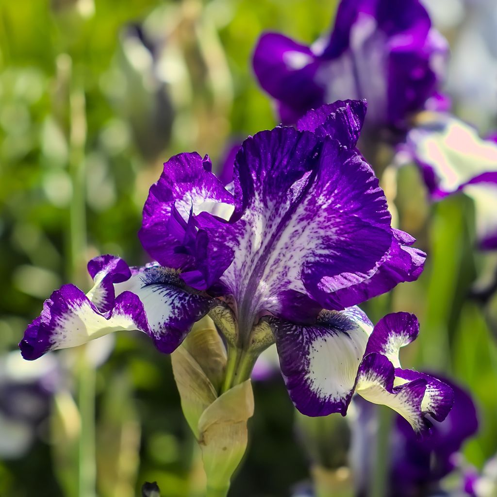 Iris germanica Stepping Out