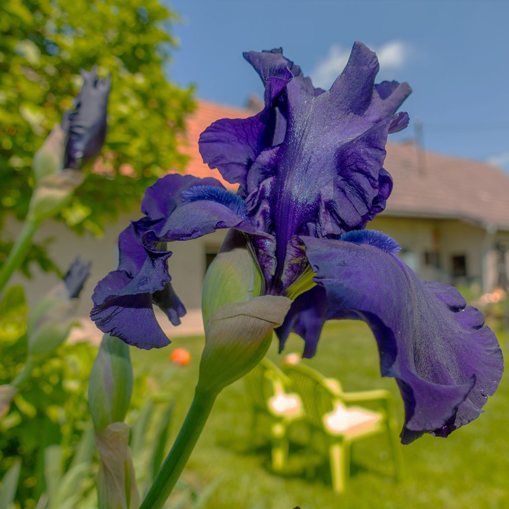 Iris germanica Storm Center - Iris des Jardins