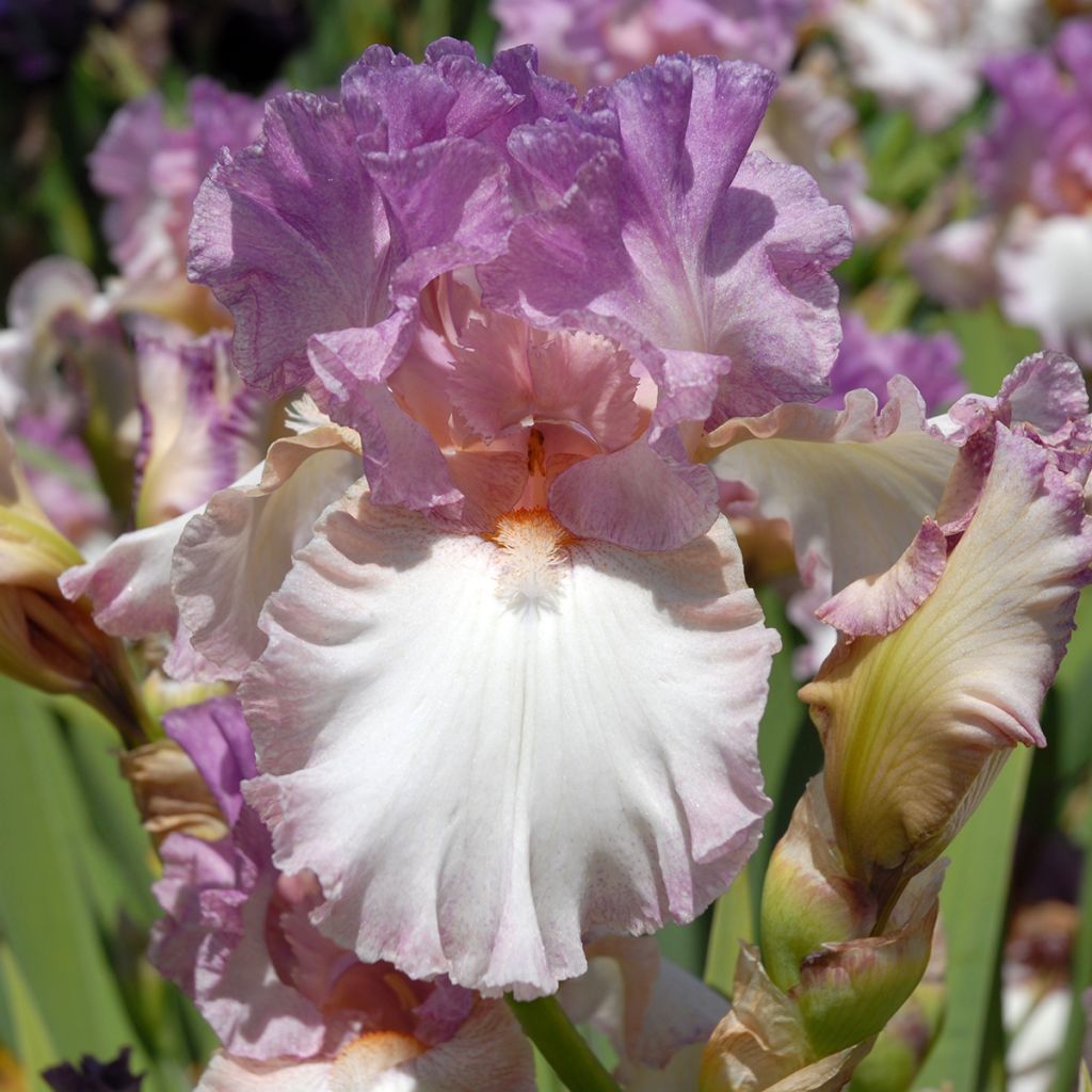 Iris germanica Striking