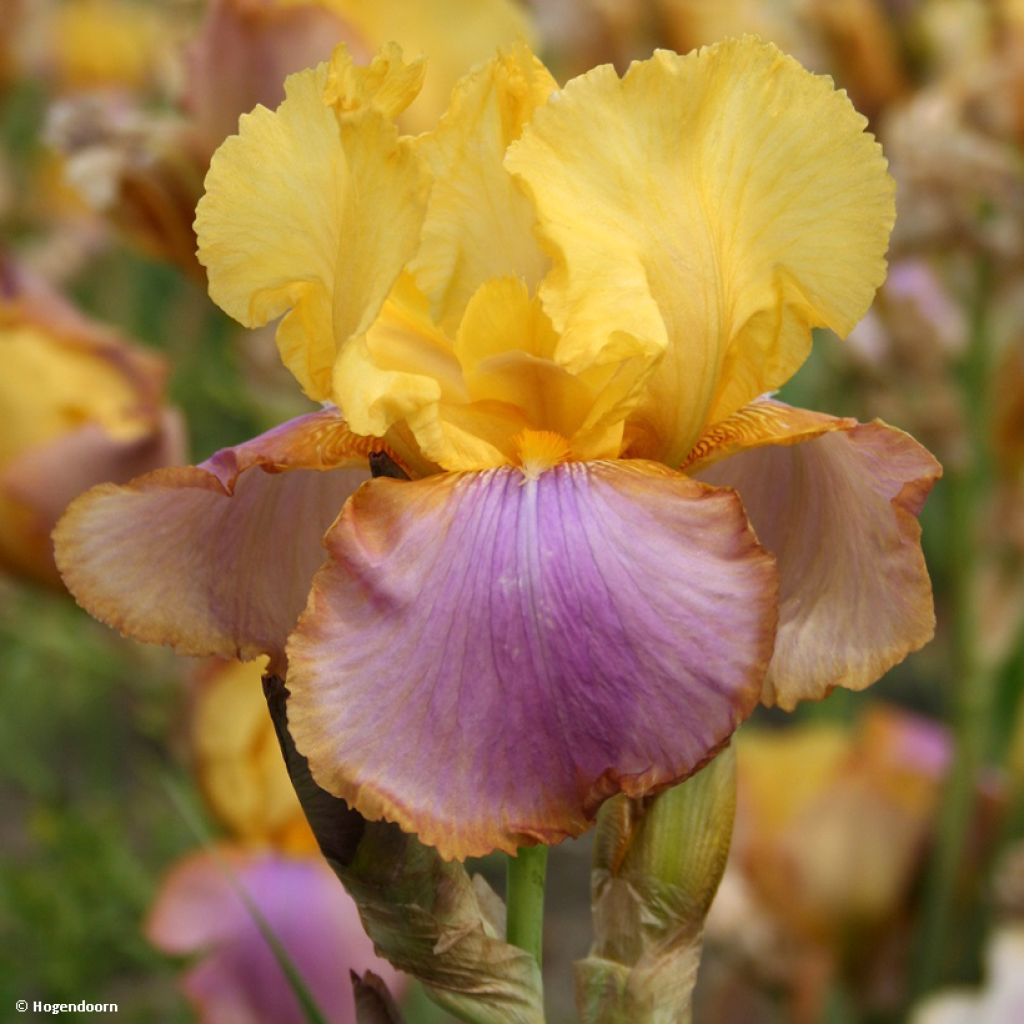 Iris germanica Sunset Sky