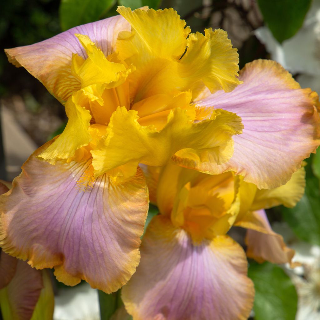 Iris germanica Sunset Sky