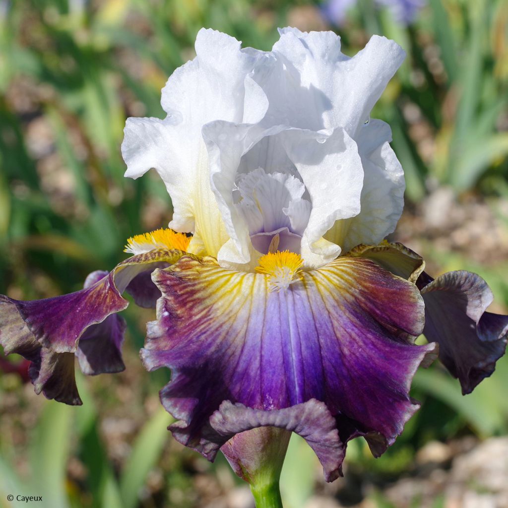 Iris germanica Surface Irisée