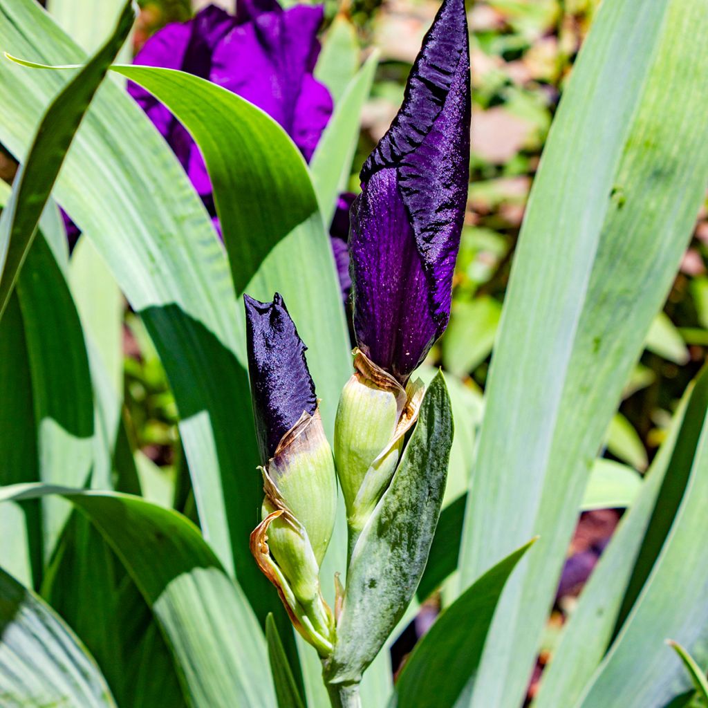 Iris germanica Tuxedo