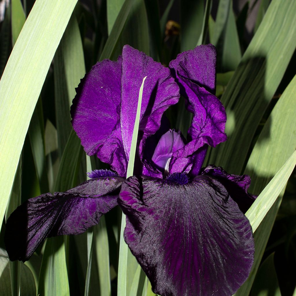 Iris germanica Tuxedo