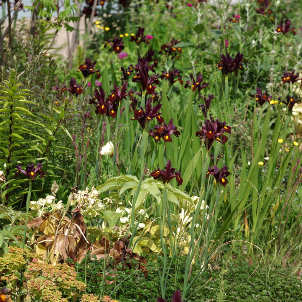 Iris hollandica Red Ember - Iris de Holanda