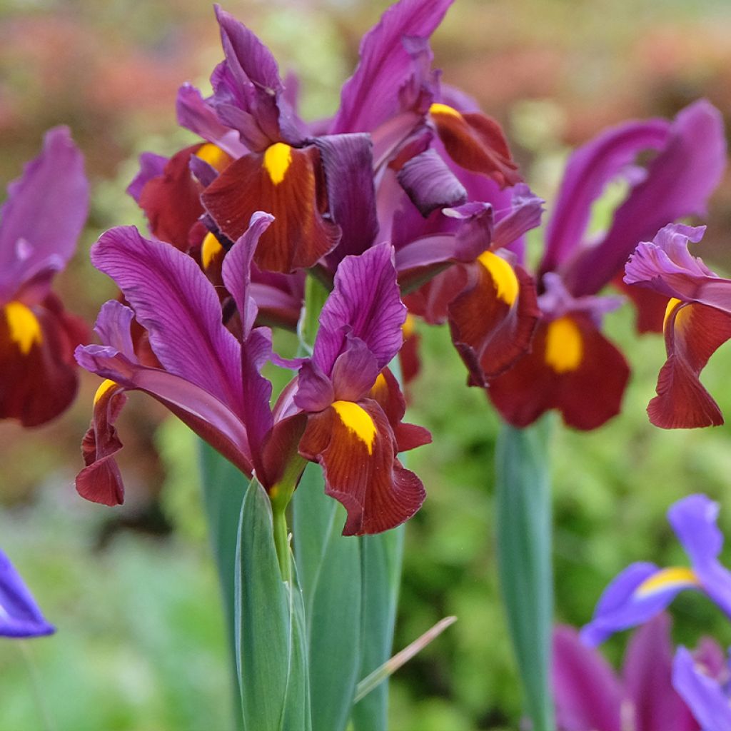 Iris hollandica Red Ember - Iris de Holanda