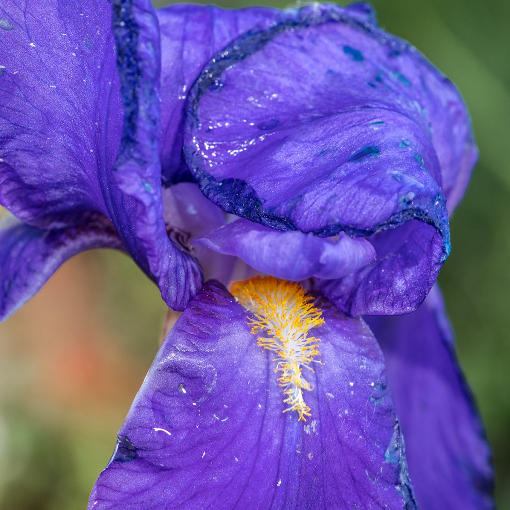 Iris illyrica