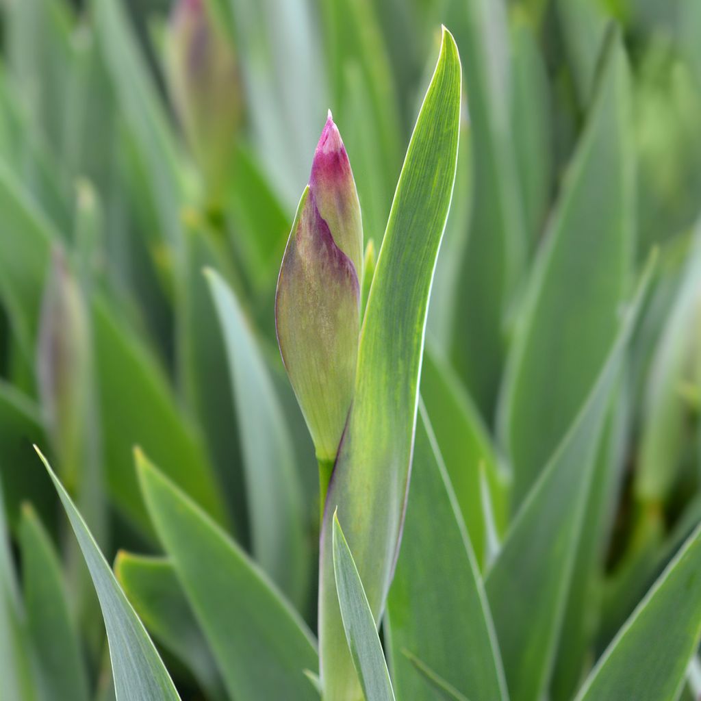 Iris illyrica