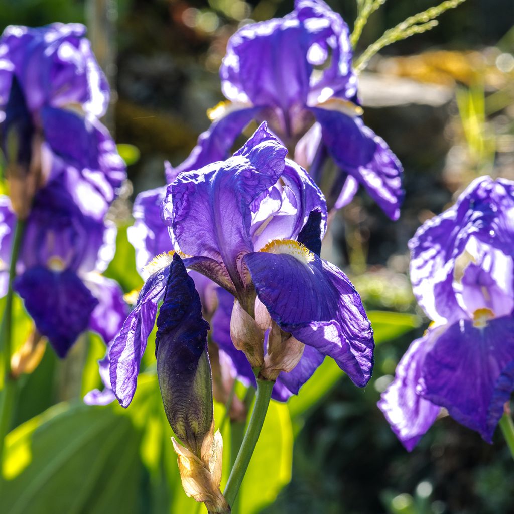 Iris illyrica