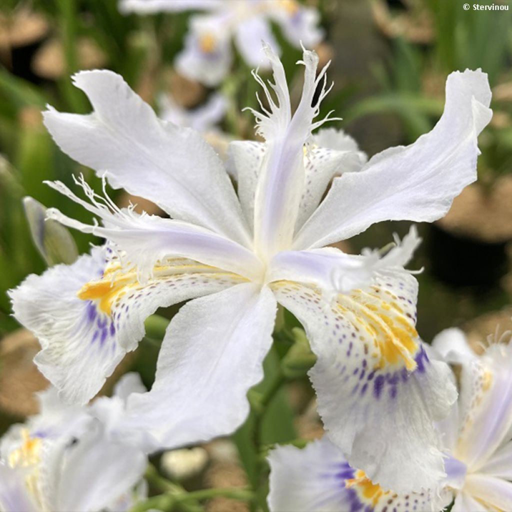 Iris japonica - Lirio japonés