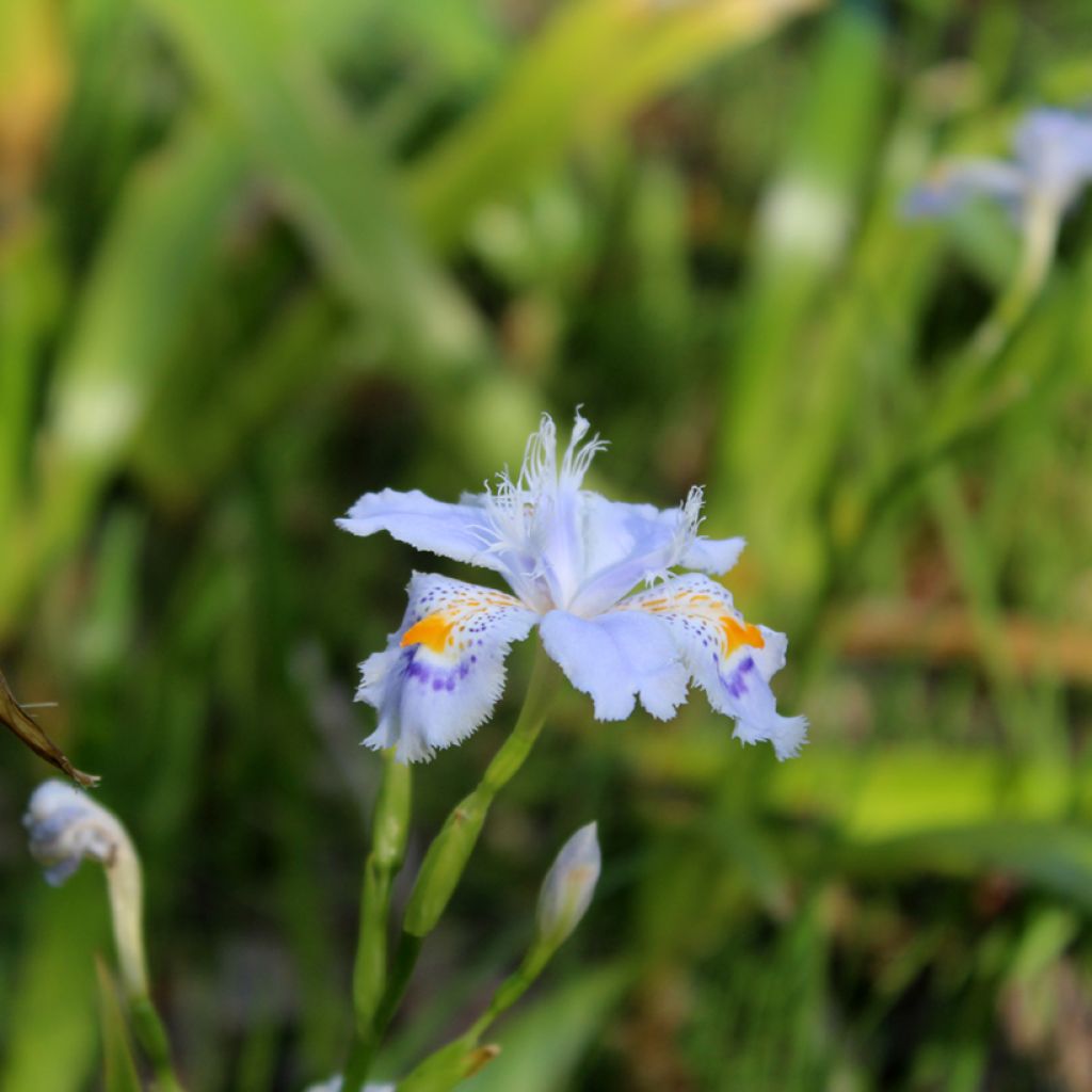 Iris japonica - Lirio japonés