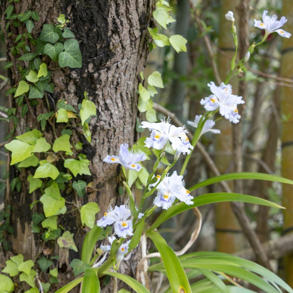 Iris japonica - Lirio japonés