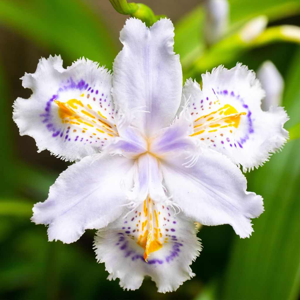 Iris japonica - Lirio japonés