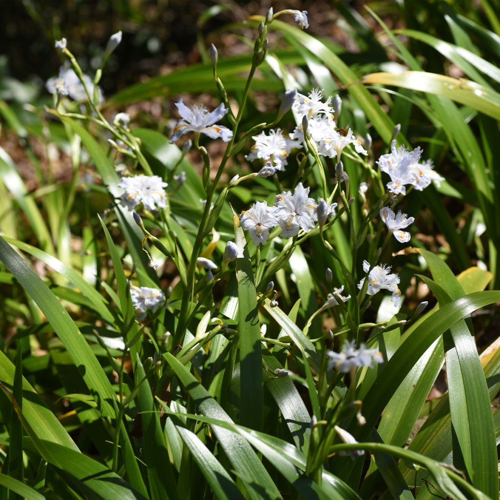 Iris japonica - Lirio japonés