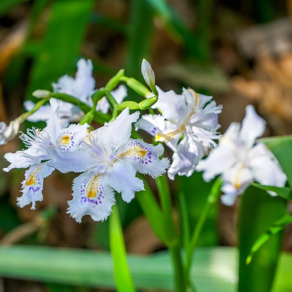 Iris japonica - Lirio japonés