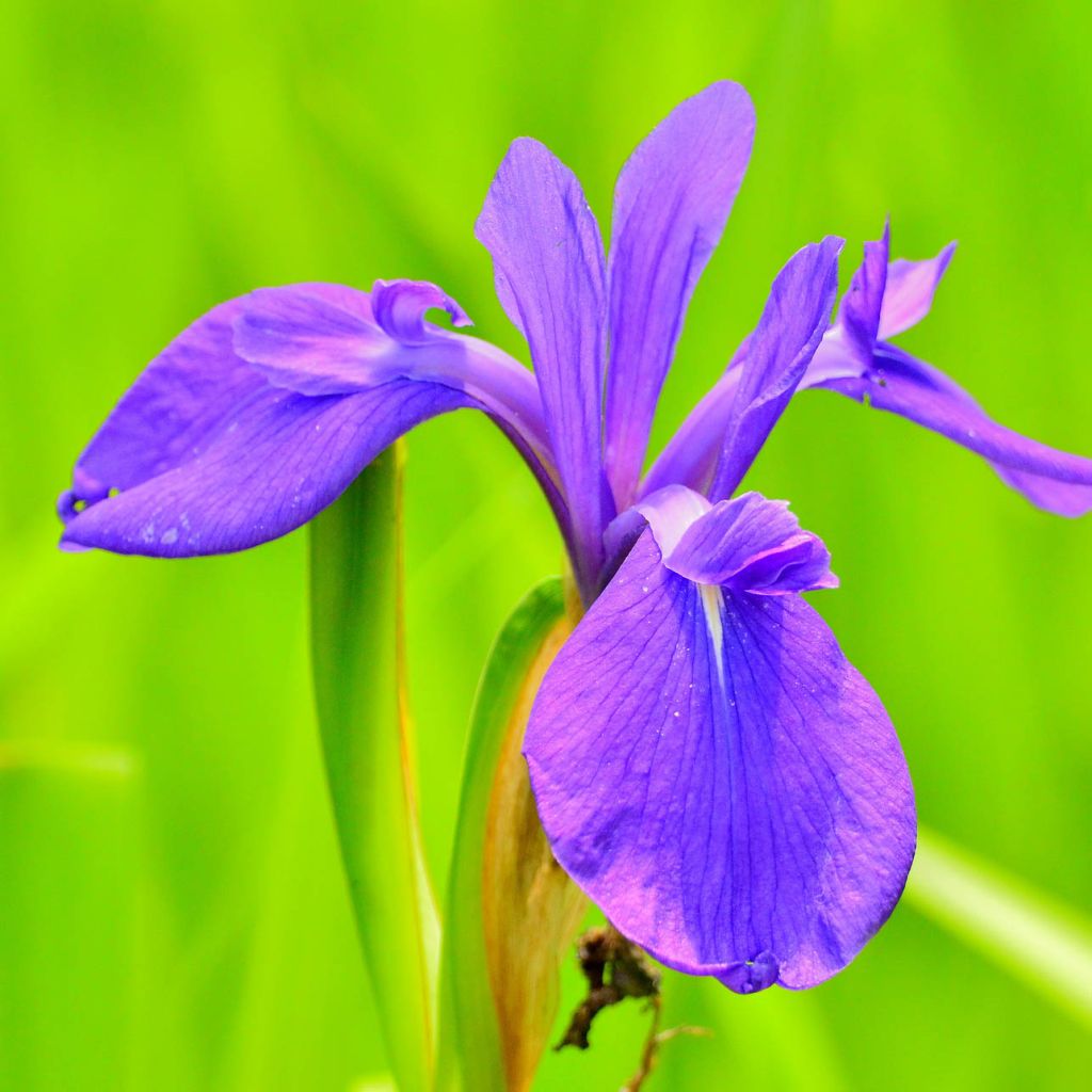 Iris laevigata - Iris de oreja de conejo