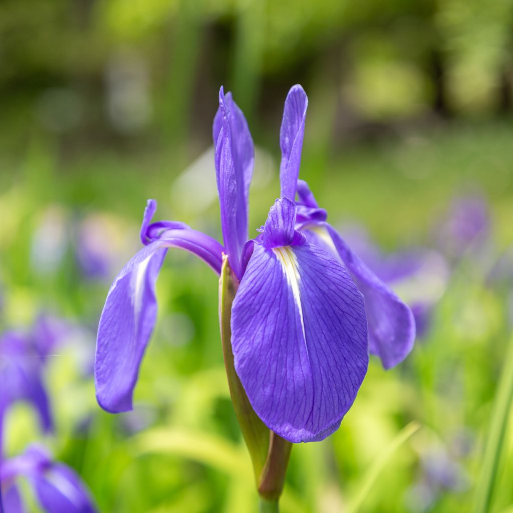 Iris laevigata - Iris de oreja de conejo