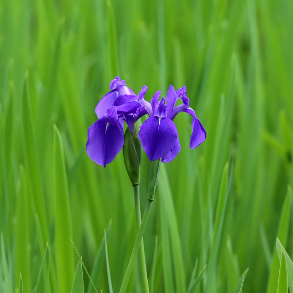 Iris laevigata - Iris de oreja de conejo