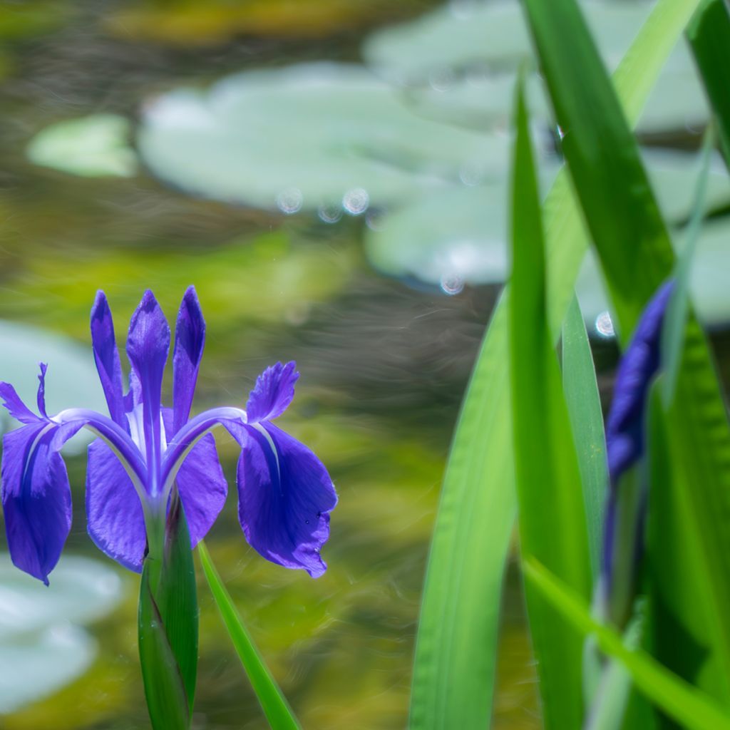 Iris laevigata - Iris de oreja de conejo