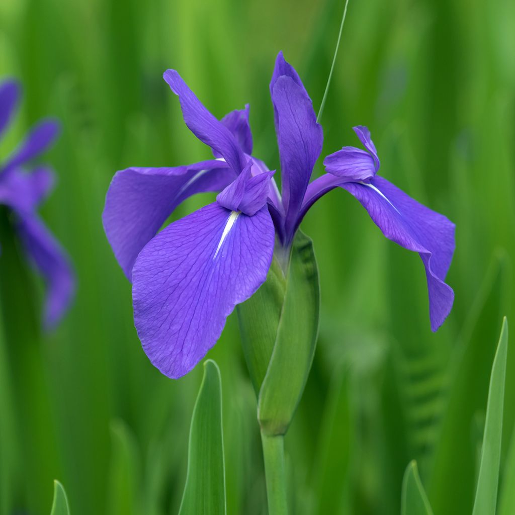 Iris laevigata - Iris de oreja de conejo