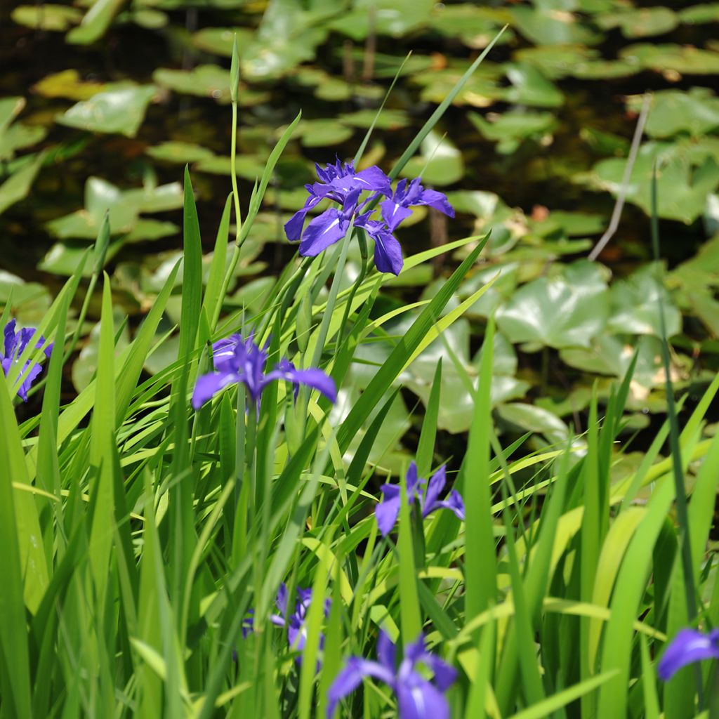 Iris laevigata - Iris de oreja de conejo