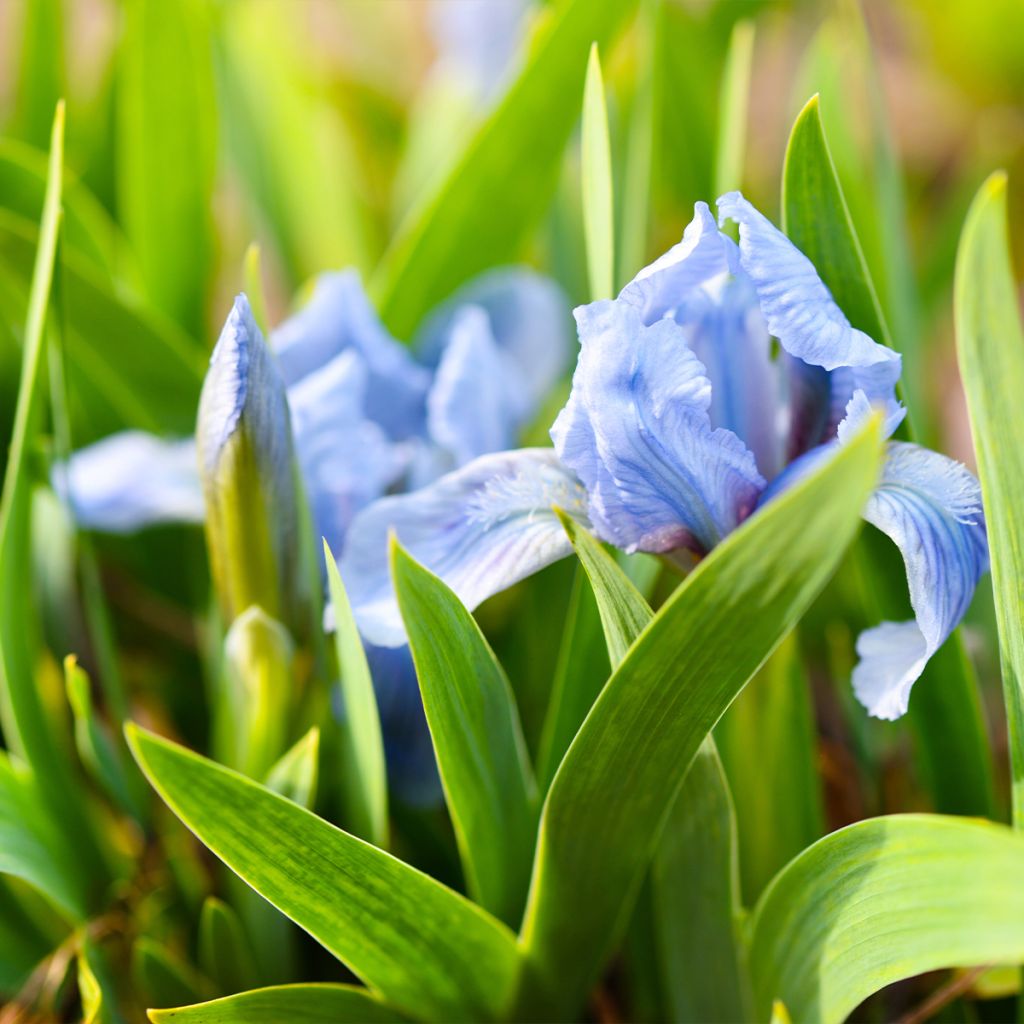 Iris pumila Azurea - Iris nain ou Iris de rocaille