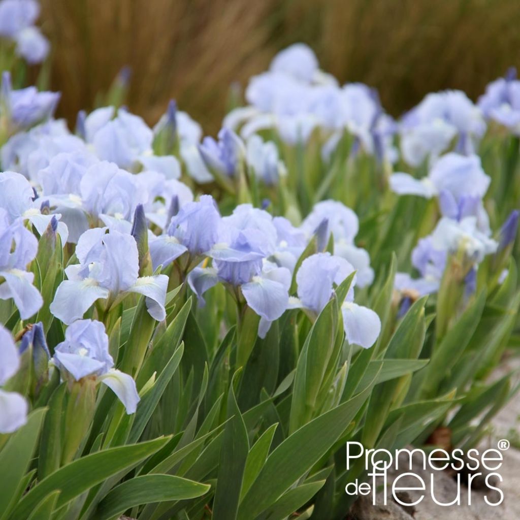 Iris pumila Blue Denim - Iris des Jardins nain