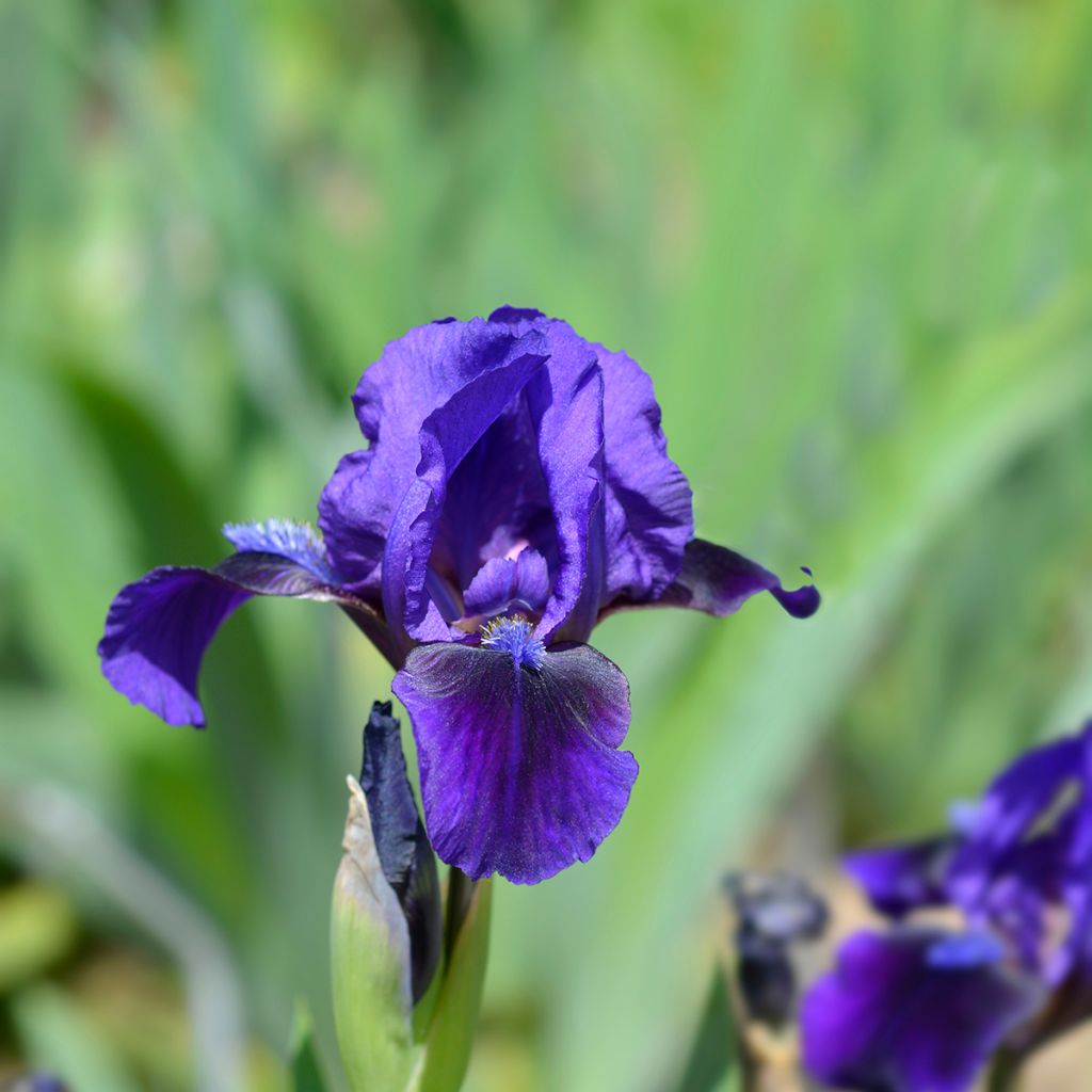 Iris pigmeo​ Brannigan - Iris pumila