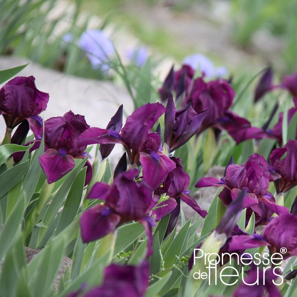 Iris pumila Cherry Garden - Iris des Jardins nain