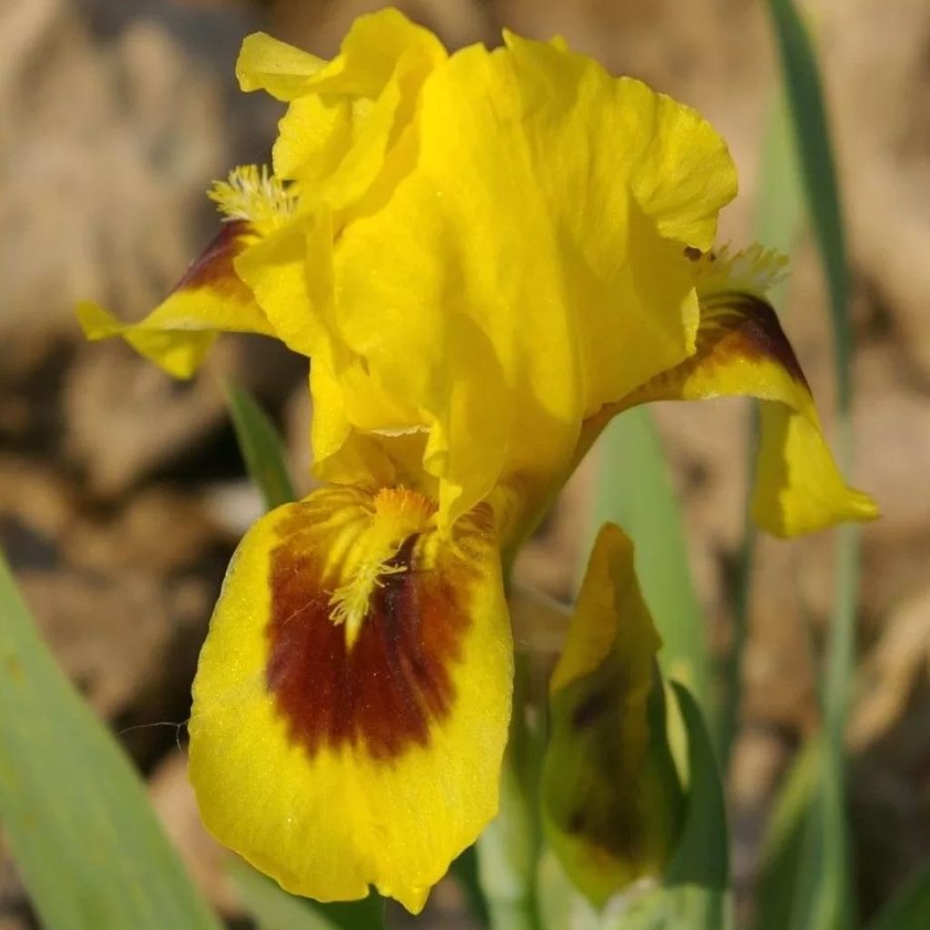 Iris pigmeo​ Curio - Iris pumila