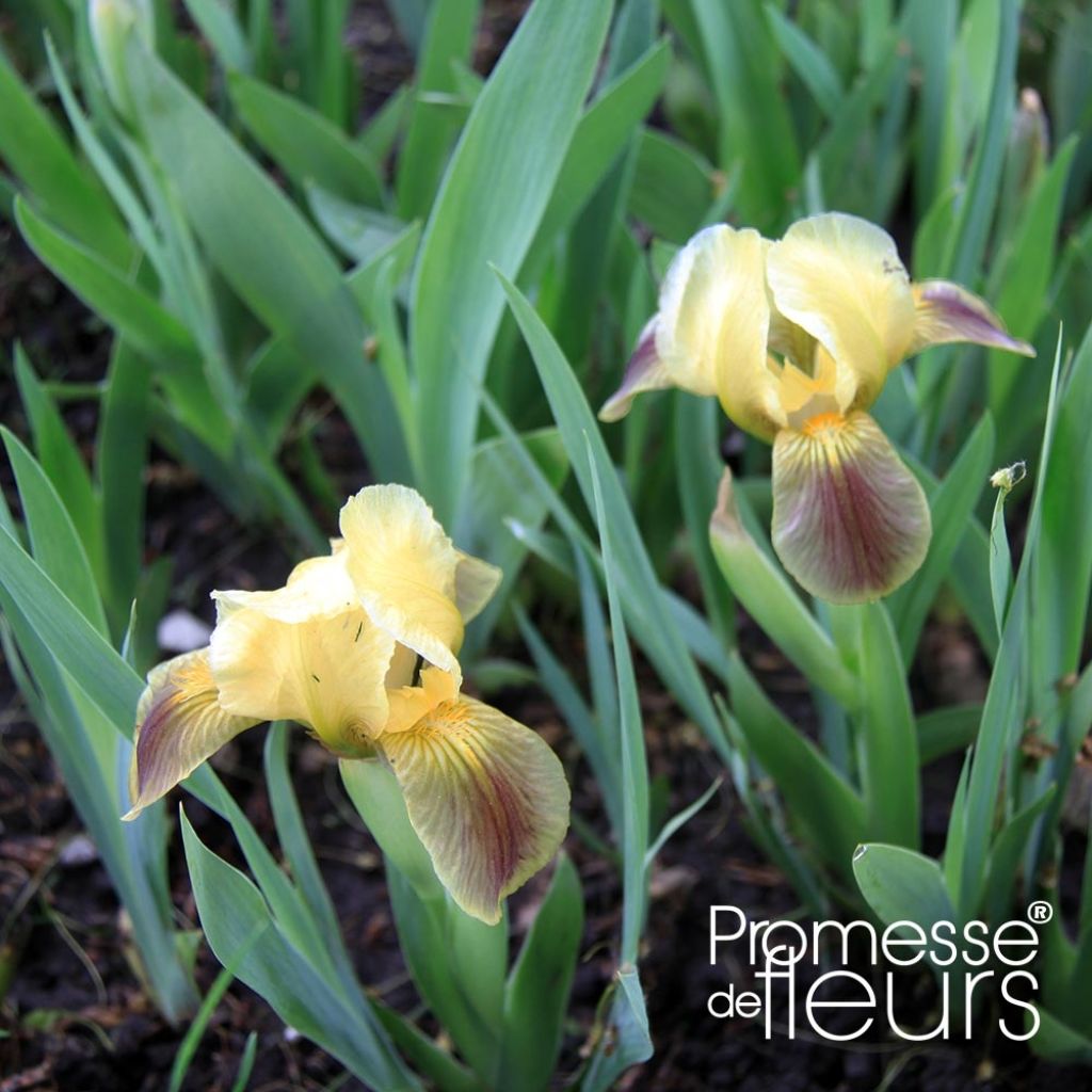 Iris pigmeo​ Green Spot - Iris pumila