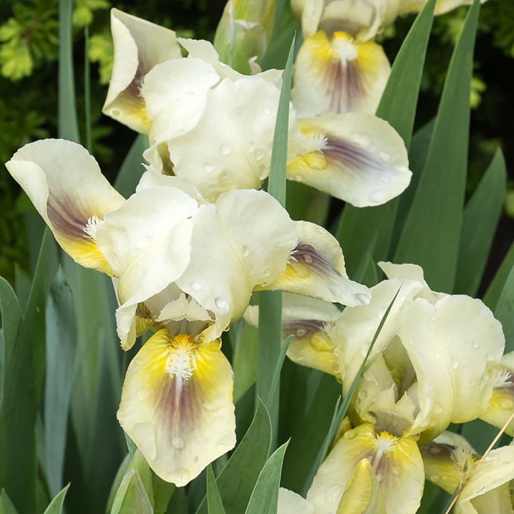 Iris pigmeo​ Green Spot - Iris pumila