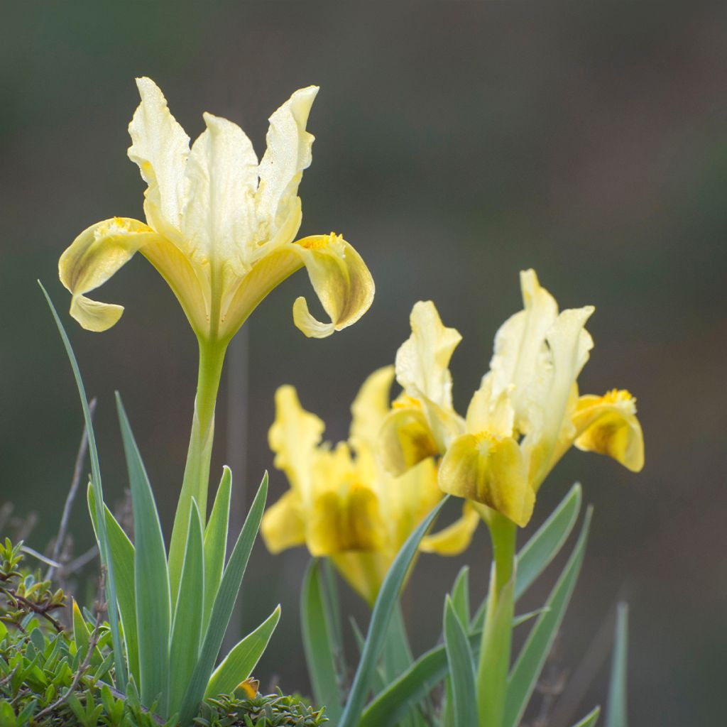 Iris pumila Jaune - Iris nain