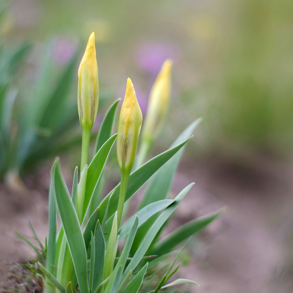 Iris pumila Jaune - Iris nain