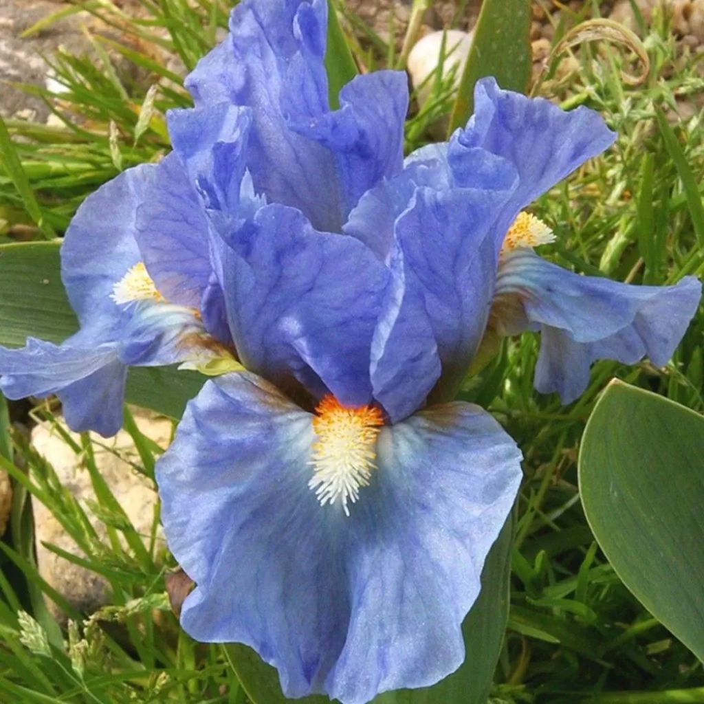 Iris pigmeo​ Sea Fire - Iris pumila