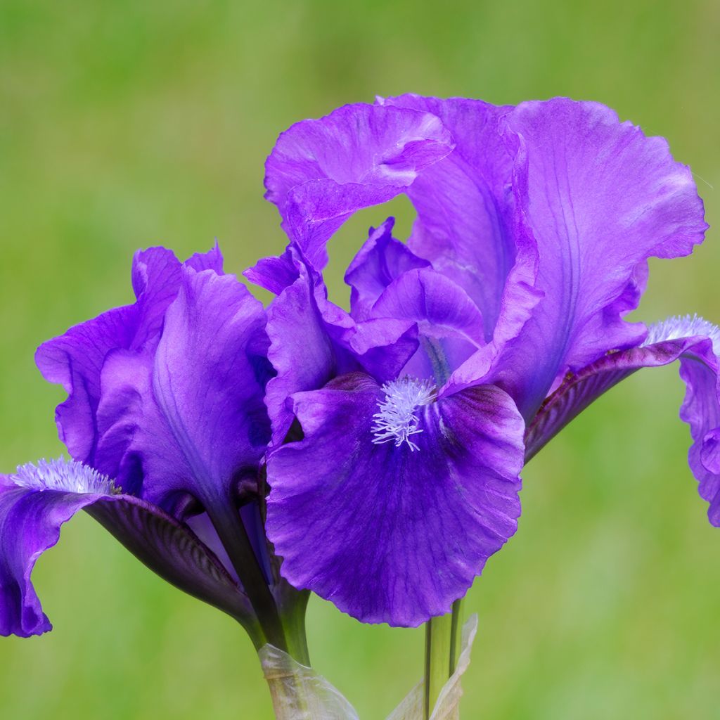 Iris pigmeo​ Smell The Roses - Iris pumila