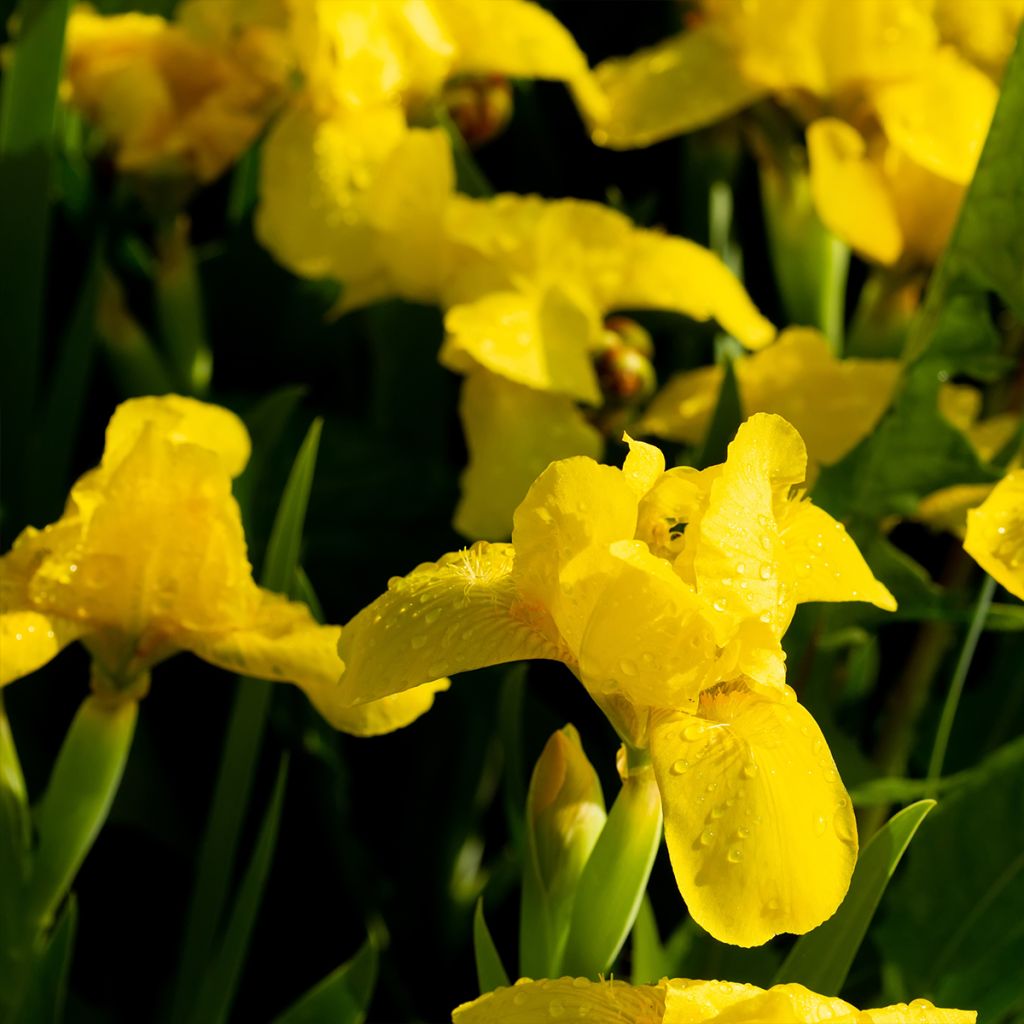 Iris pumila Brassie - Iris nain ou de rocaille