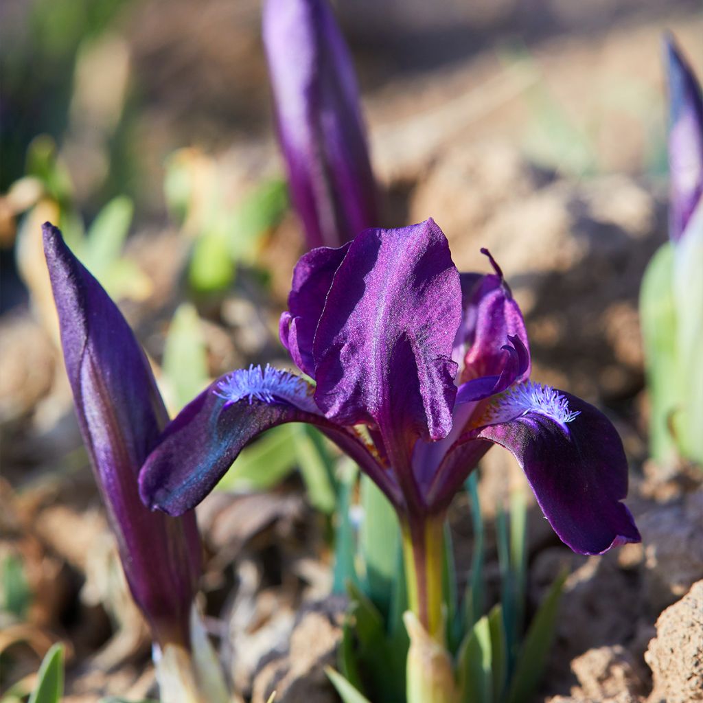 Iris pumila Daring Do - Iris nain ou de rocaille