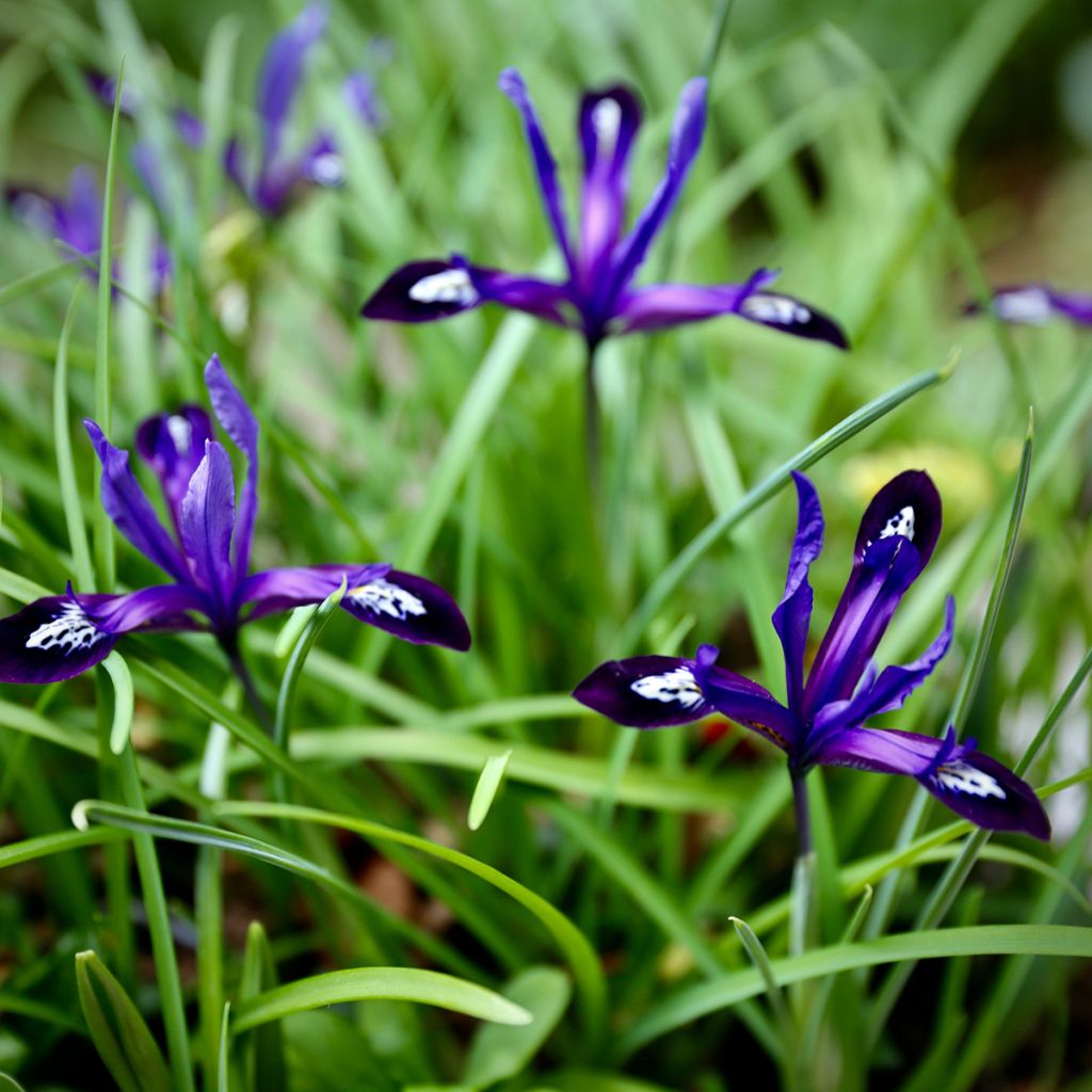 Iris reticulata Blue Note - Lirio