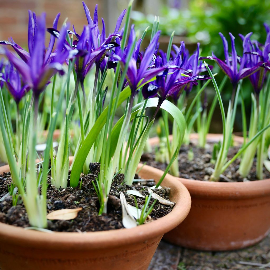 Iris reticulata Blue Note - Lirio