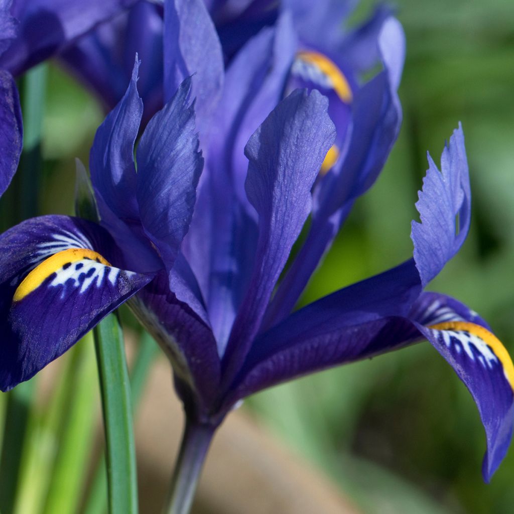 Iris reticulata Harmony