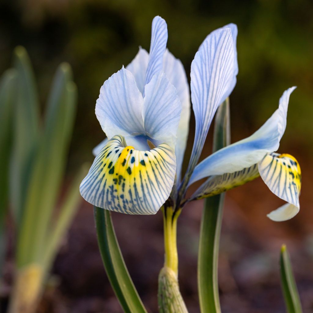 Iris reticulata Katharina Hodgkin