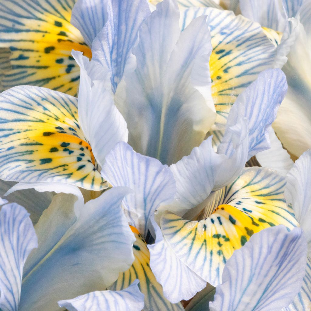 Iris reticulata Katharina Hodgkin